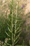 Tall ironweed